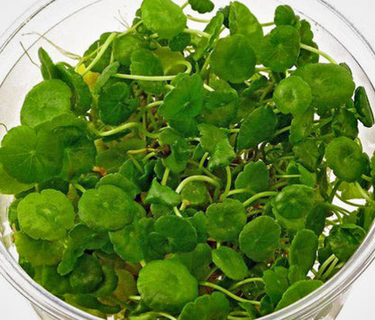 Hydrocotyle verticillata HYD05/163