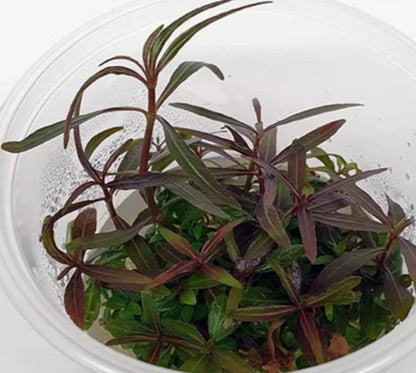 Hygrophila lancea 'Araguaia' HYG01/023