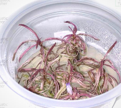 Hygrophila sp. Chai HYG04/048