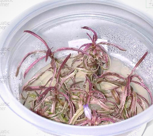 Hygrophila sp. Chai HYG04/048