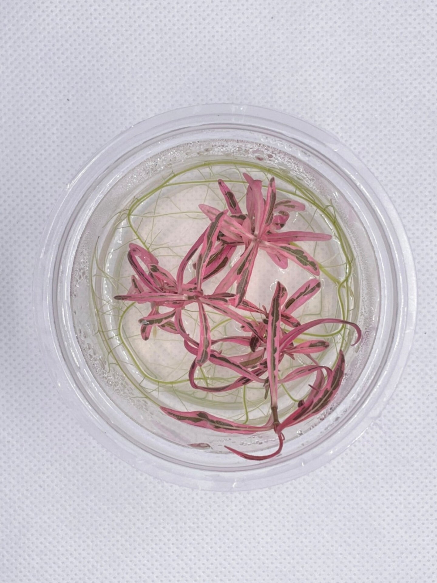 Hygrophila sp. Chai HYG04/048