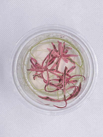 Hygrophila sp. Chai HYG04/048