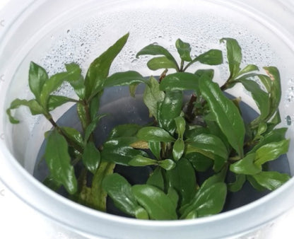 Hygrophila corymbosa siamemsis HYG21/113