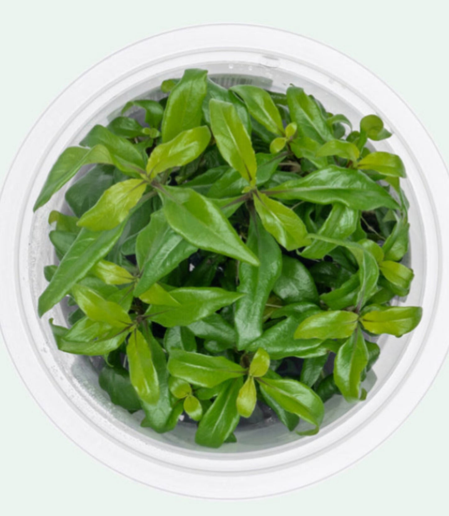 Hygrophila corymbosa siamemsis HYG21/113