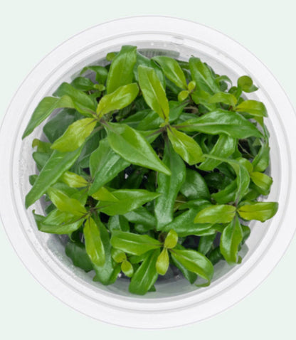 Hygrophila corymbosa siamemsis HYG21/113