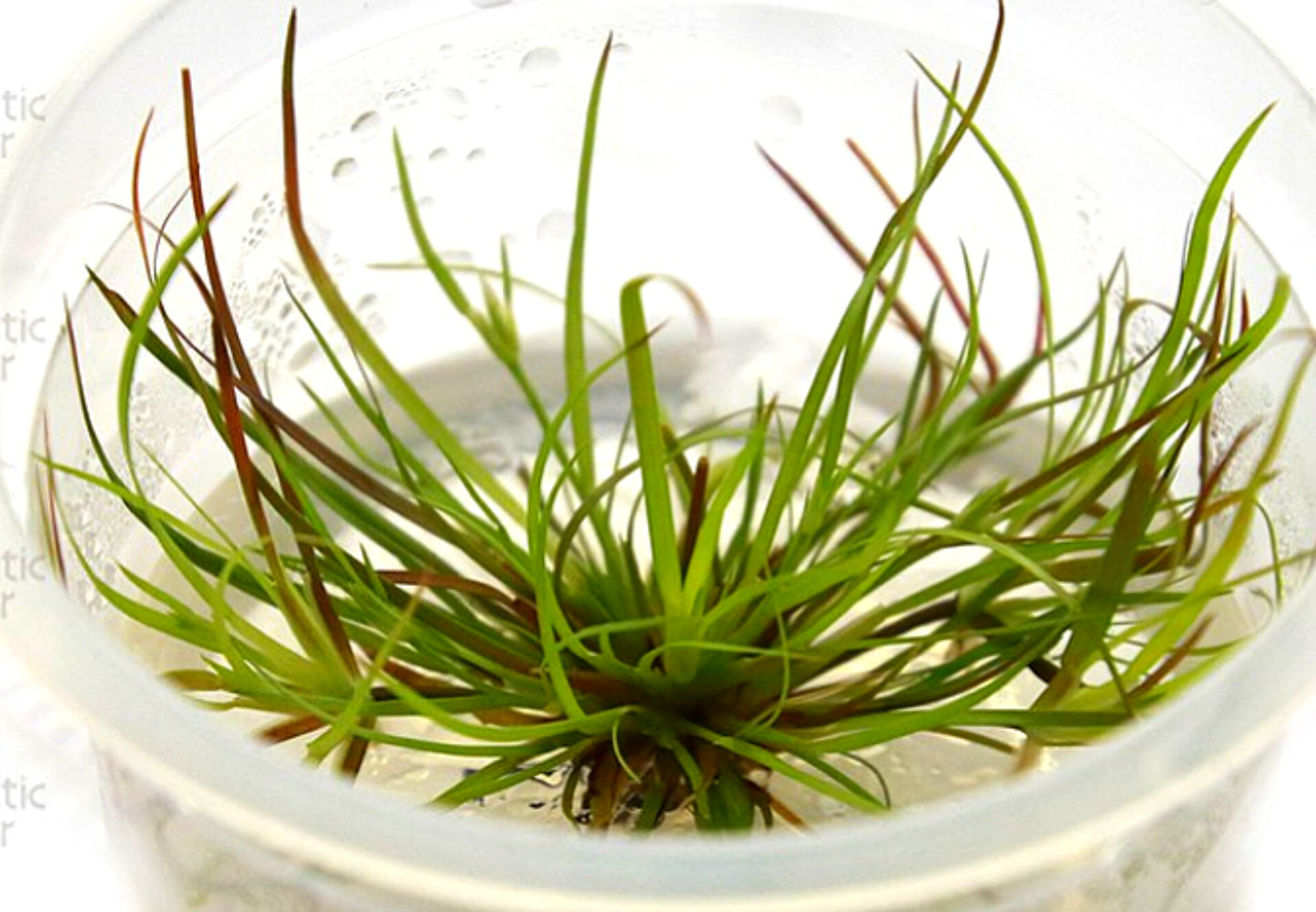 Juncus repens JUN01/052