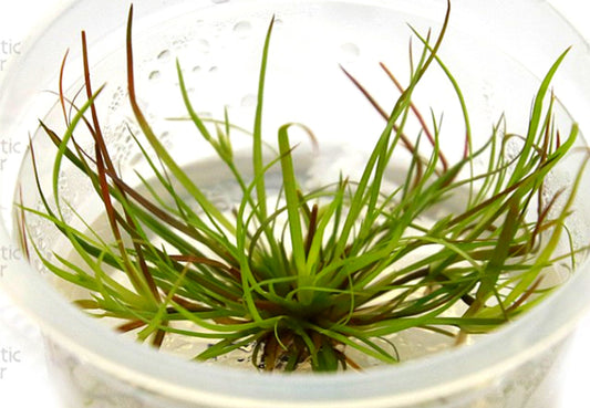 Juncus repens JUN01/052