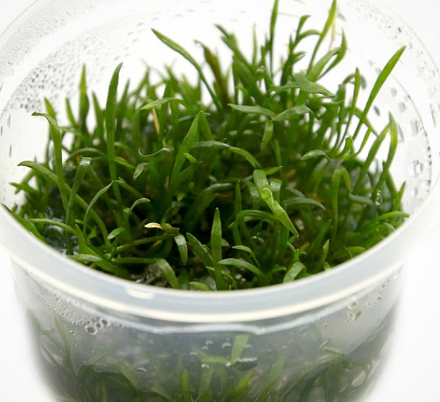 Lilaeopsis mauritiana LIL02/026