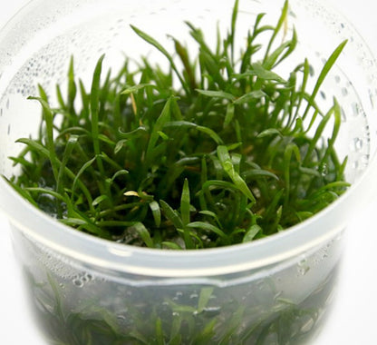 Lilaeopsis mauritiana LIL02/026