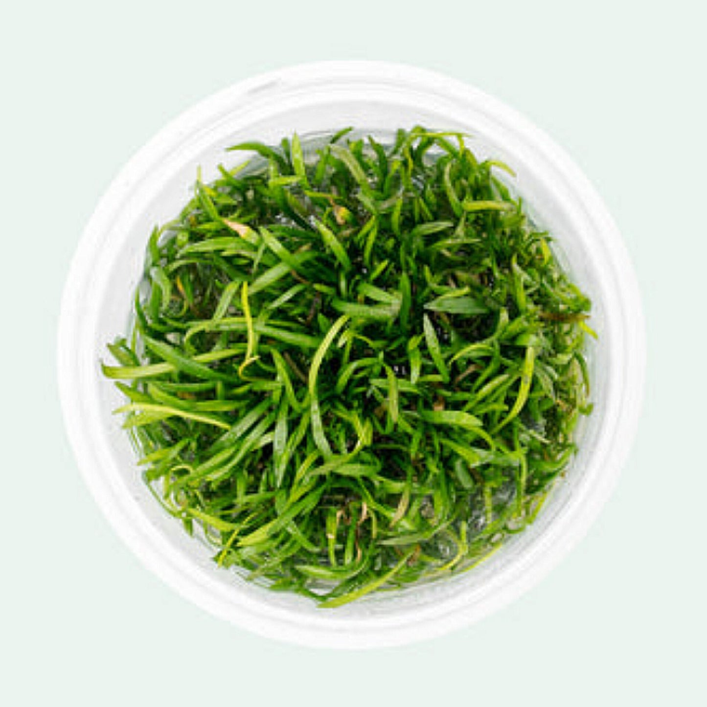 Lilaeopsis mauritiana LIL02/026