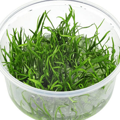 Lilaeopsis brasilensis LIL04/135