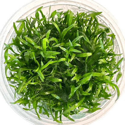 Lilaeopsis brasilensis LIL04/135