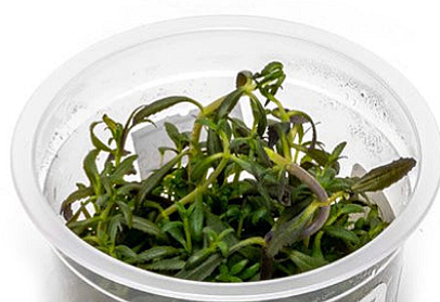 Limnophila aromatica LIM04/169