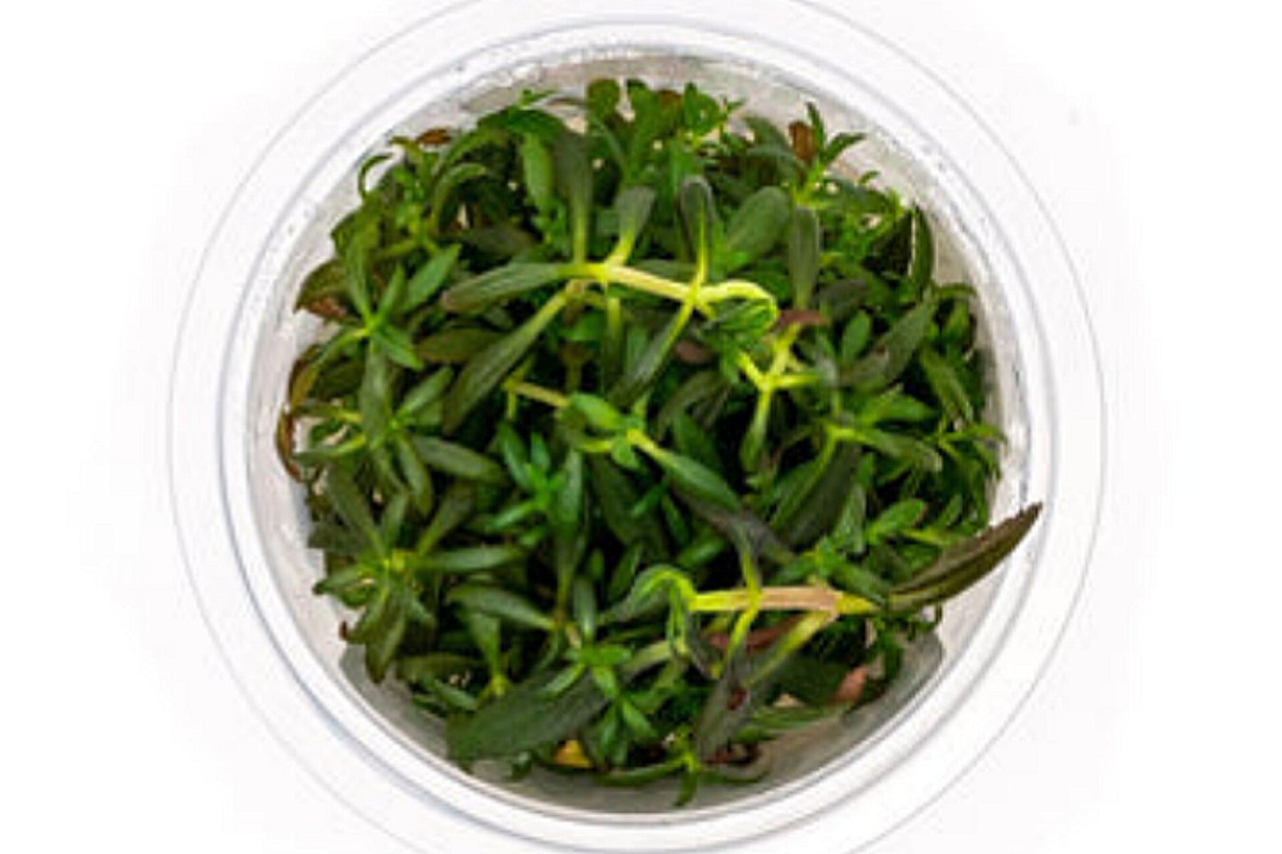 Limnophila aromatica LIM04/169