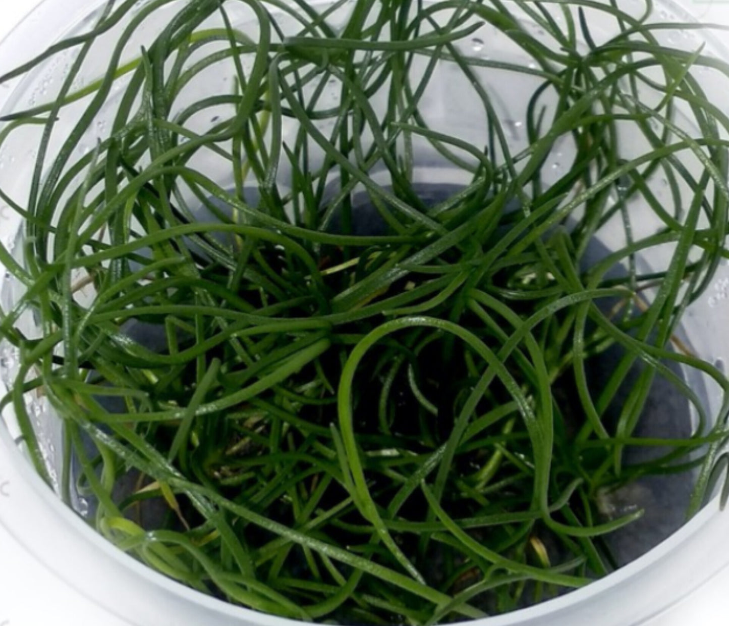 Littorella uniflora LIT01/027