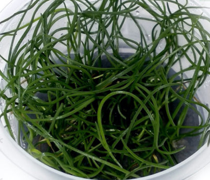 Littorella uniflora LIT01/027