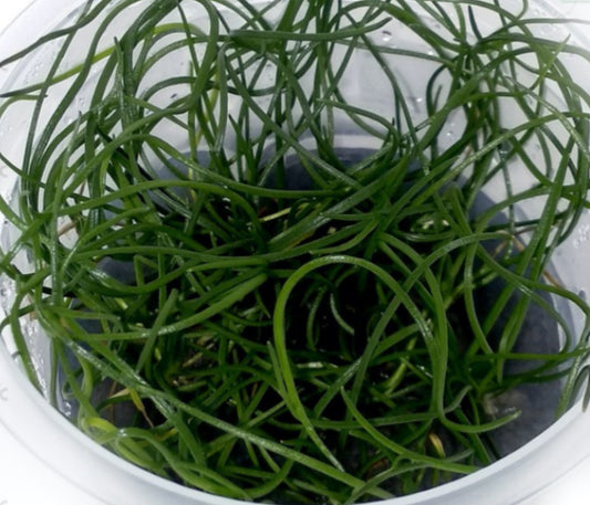 Littorella uniflora LIT01/027