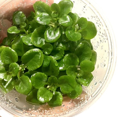 Lobelia cardinalis 'mini' LOB01/155