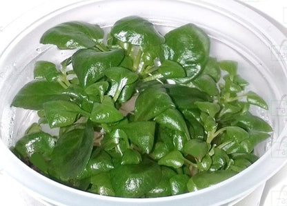 Lobelia cardinalis 'mini' LOB01/155