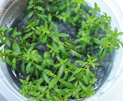 Ludwigia inclinata Cuba LUD01/043