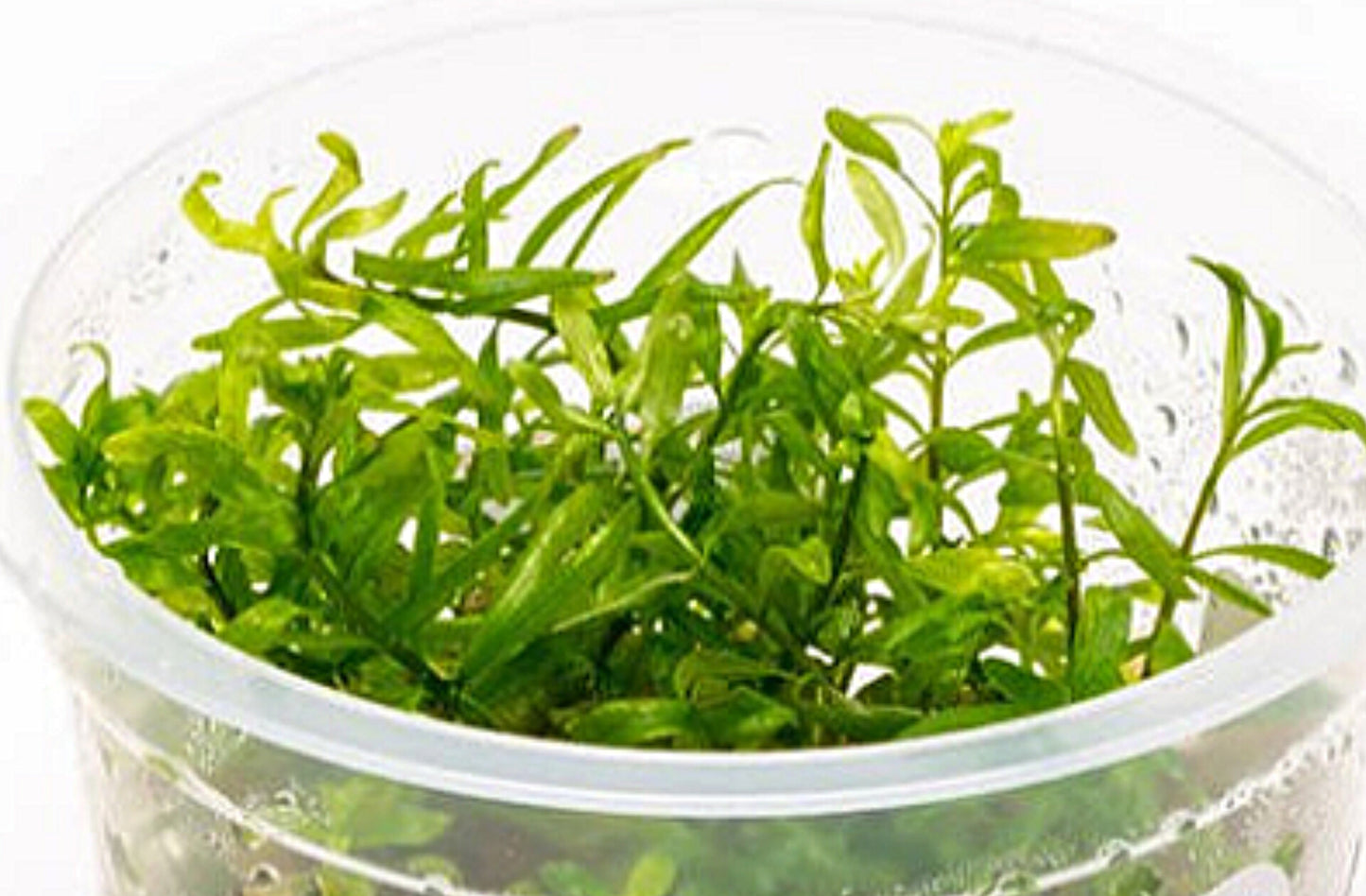 Ludwigia inclinata Cuba LUD01/043