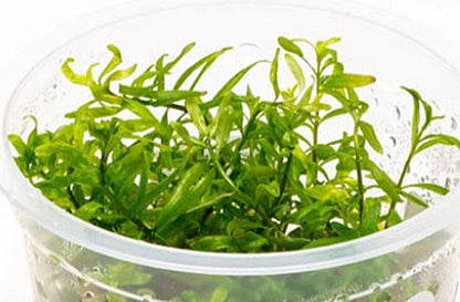 Ludwigia inclinata Cuba LUD01/043