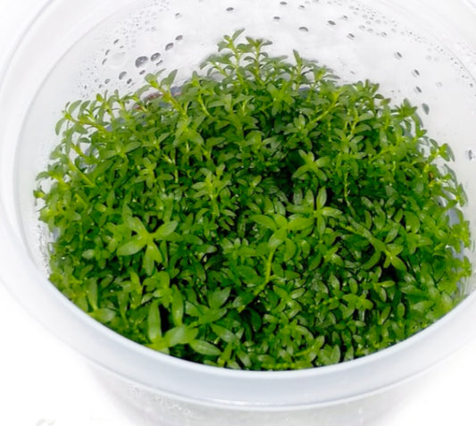 Ludwigia arcuata LUD02/061