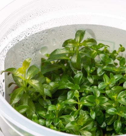 Ludwigia Atlantis dark orange LUD06/156