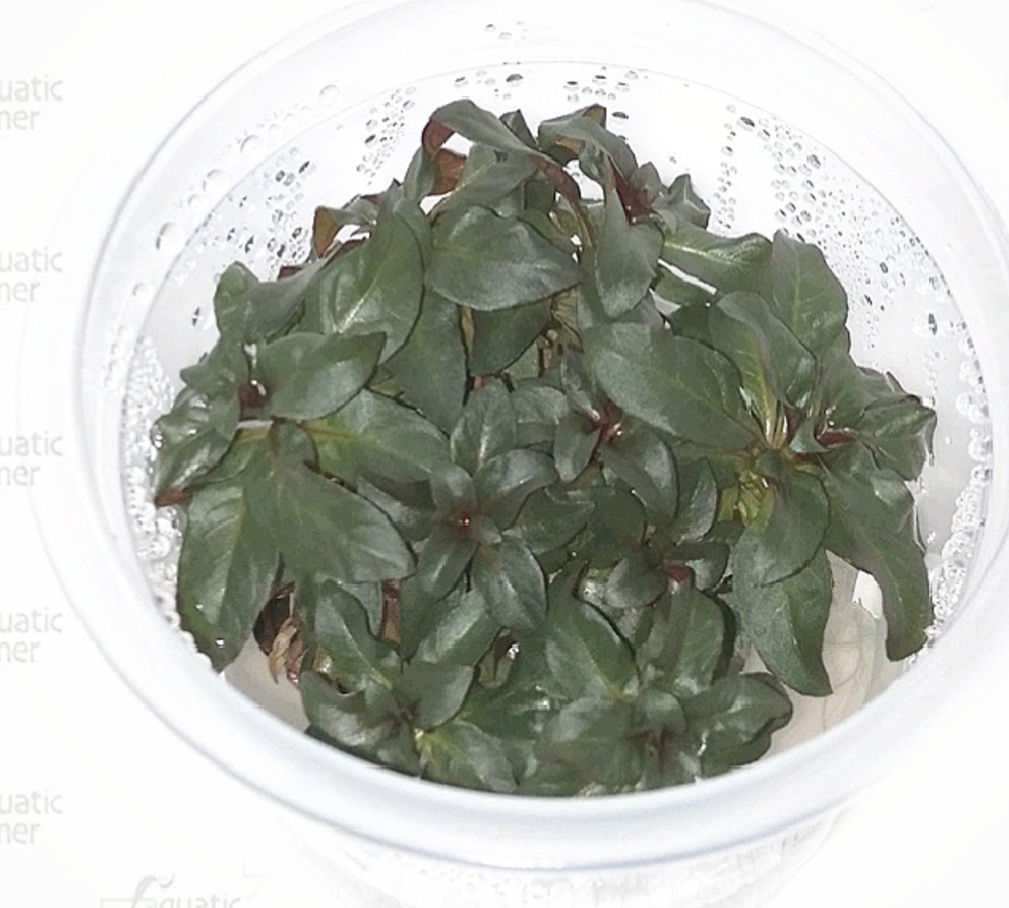 Ludwigia grandulosa LUD07/110