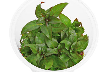 Ludwigia grandulosa LUD07/110