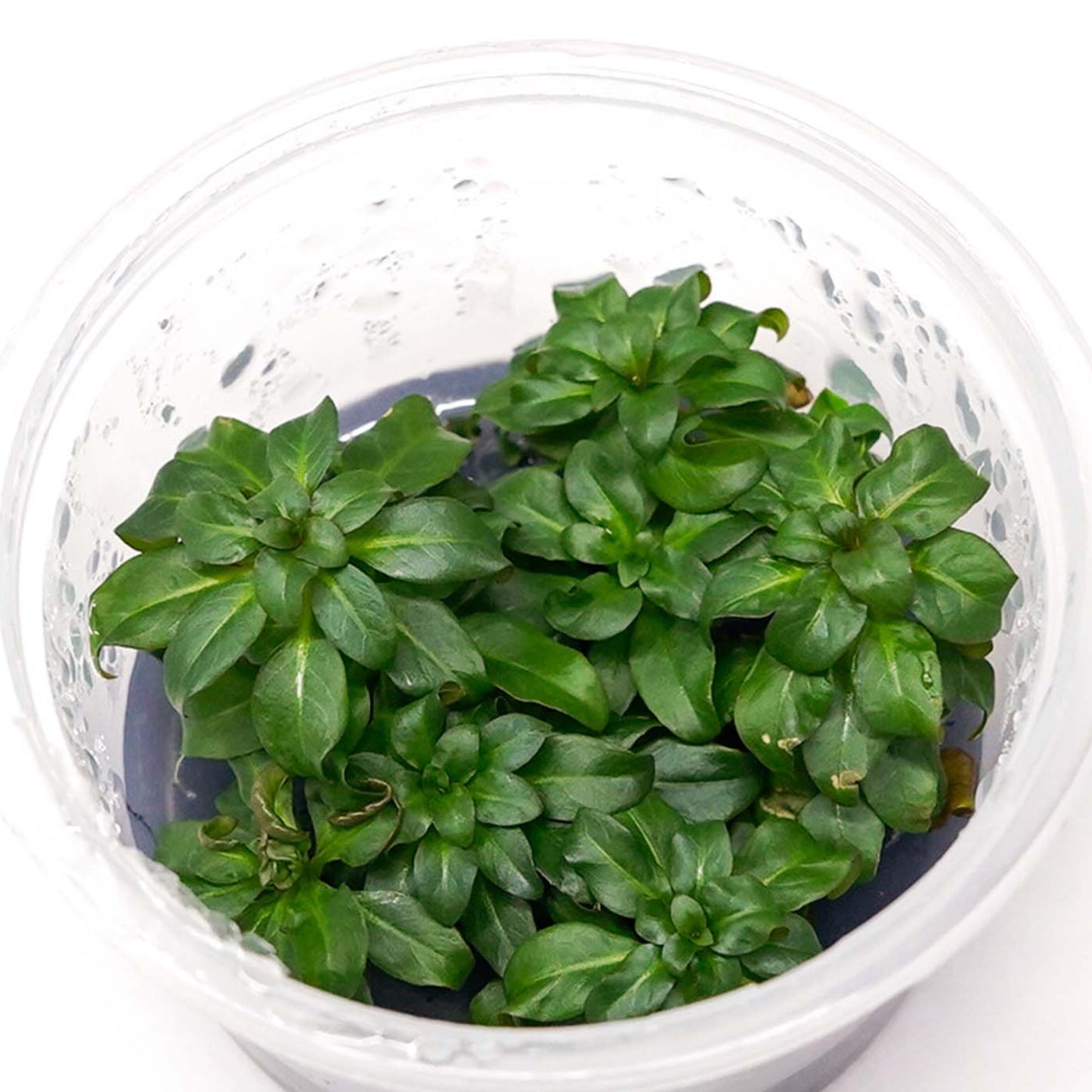 Ludwigia grandulosa LUD07/110