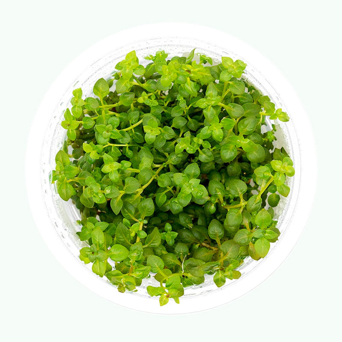 Ludwigia palustris super red LUD08/102