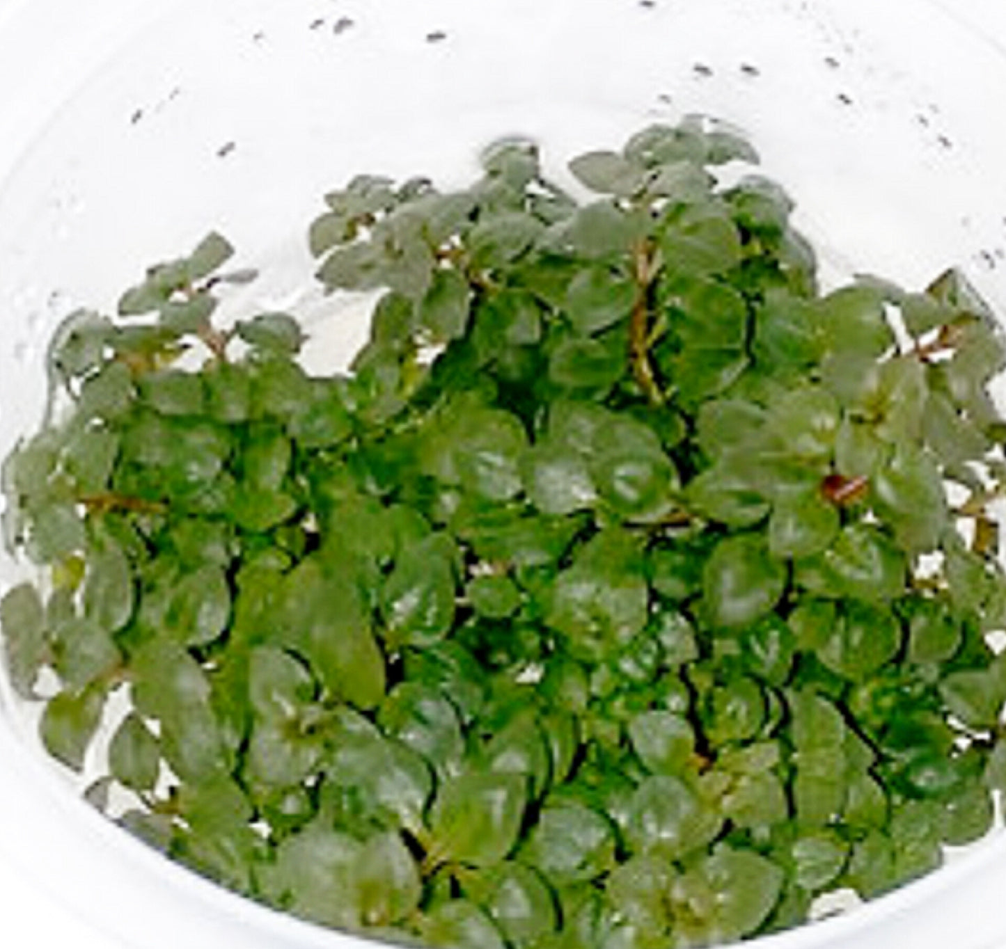 Ludwigia palustris super red LUD08/102