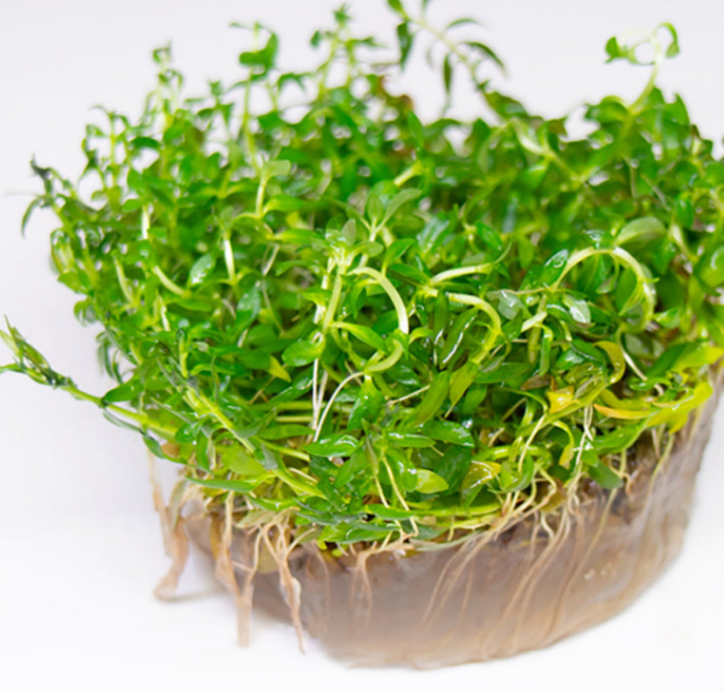 Ludwigia inclinata 'crystal' LUD90/119