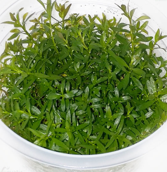 Ludwigia inclinata 'crystal' LUD90/119