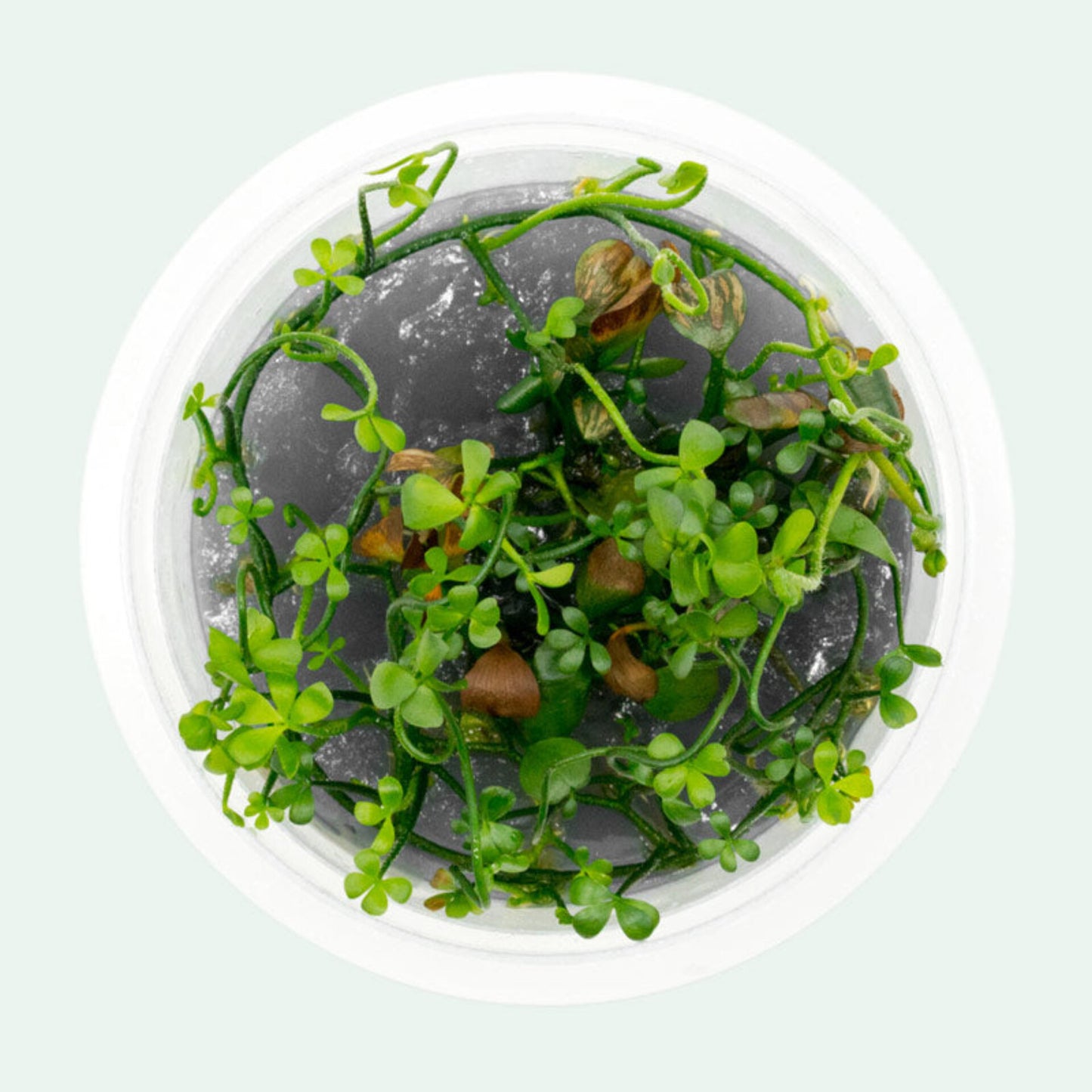 Marsilea angustifolia MAR01/029