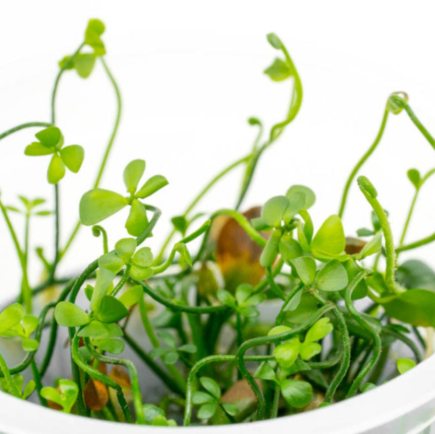 Marsilea angustifolia MAR01/029