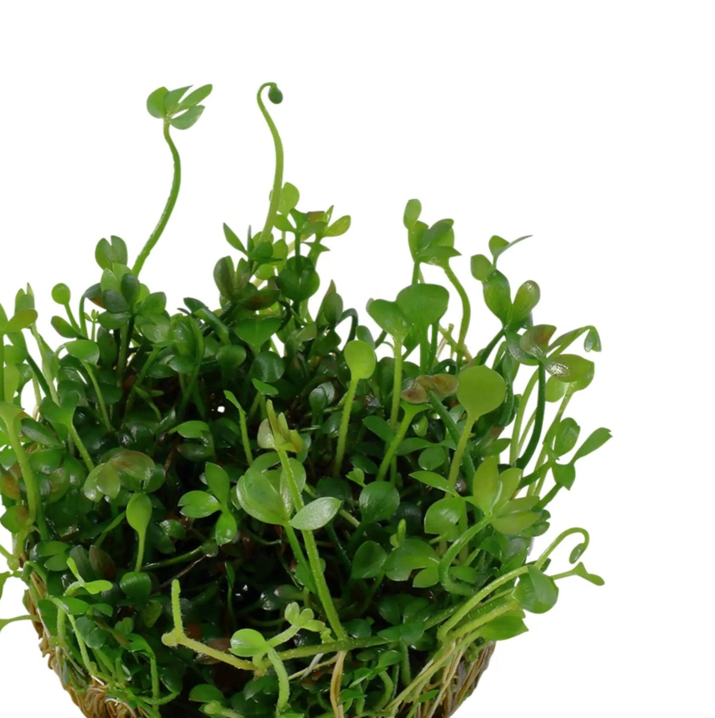 Marsilea hirsuta MAR02/068