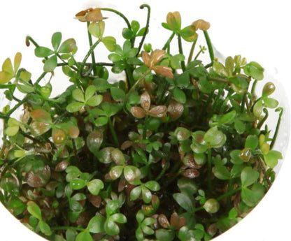 Marsilea hirsuta MAR02/068