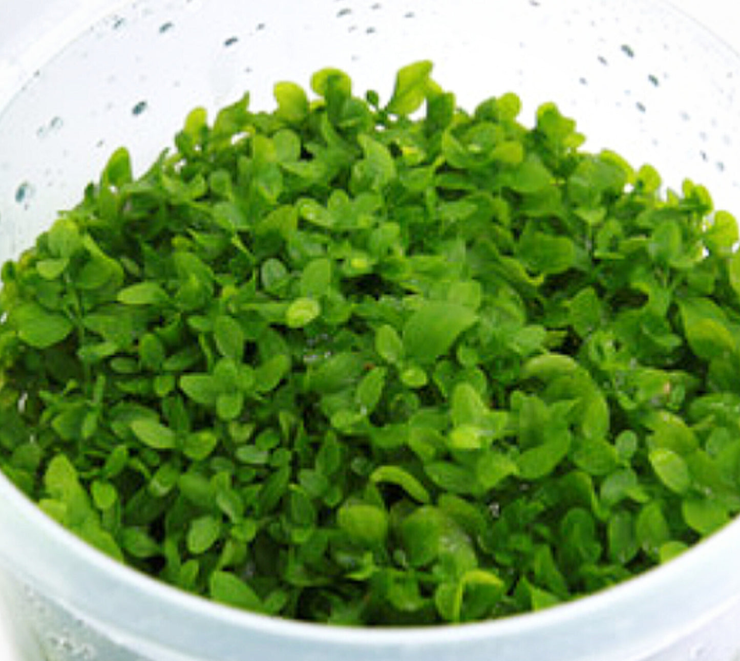 Micranthemum sp 'montecarlo' MIC01/030