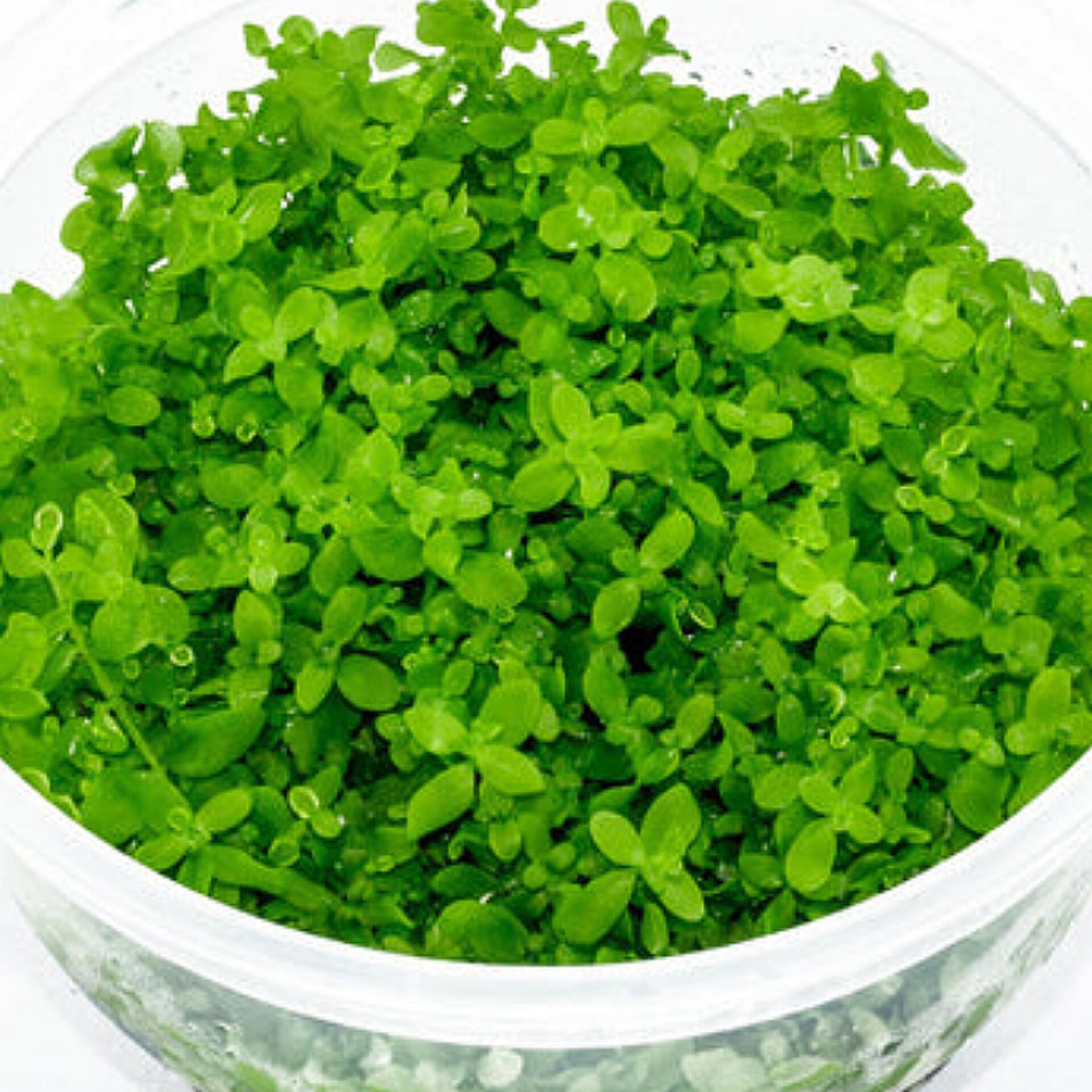 Micranthemum sp 'montecarlo' MIC01/030