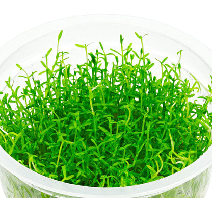 Microcarpaea minima merrill MIR01/069