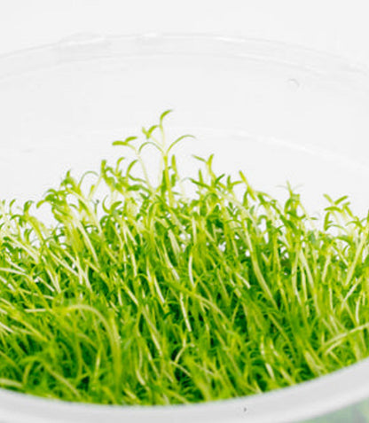 Microcarpaea minima merrill MIR01/069