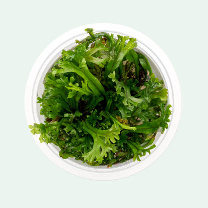 Microsorum pteropus 'windelov' MRM06/164