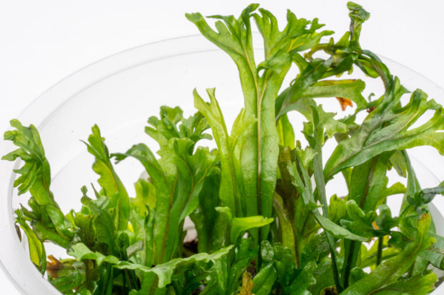 Microsorum pteropus 'windelov' MRM06/164