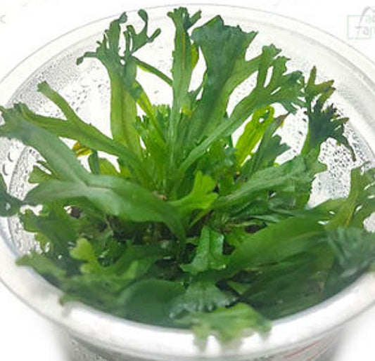 Microsorum pteropus 'windelov' MRM06/164