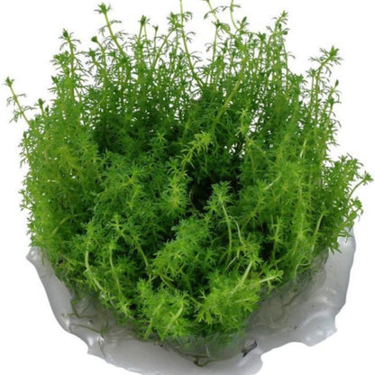 Myriophyllum guyana MYG03/114