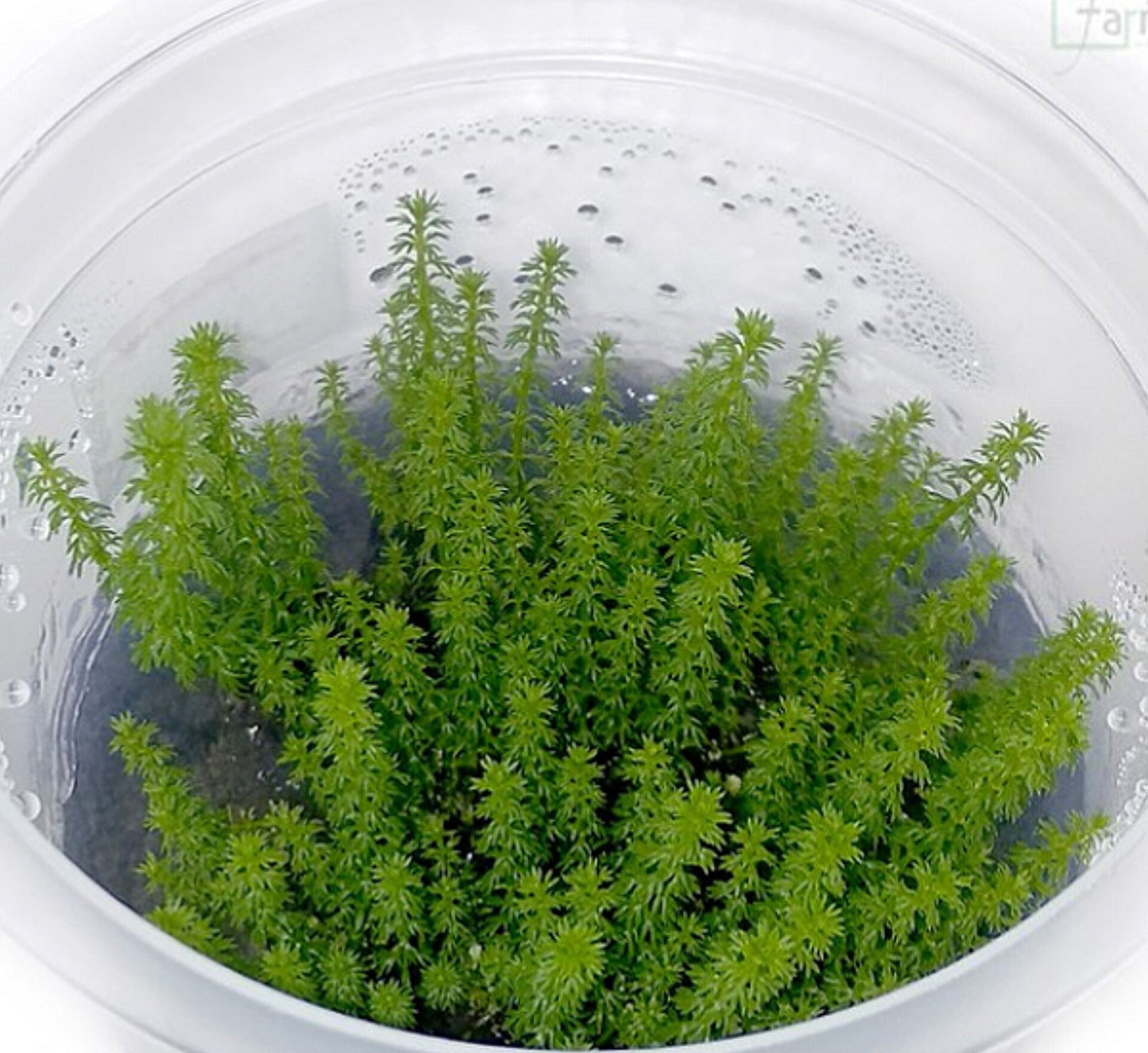 Myriophyllum guyana MYG03/114