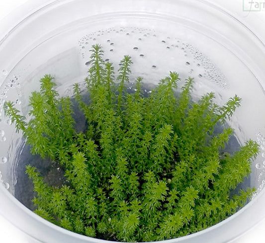 Myriophyllum guyana MYG03/114