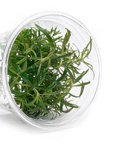 Pogostemon stellatus POG04/106